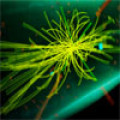 Saiba o que é a partícula subatômica Boson de Higgs
