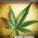 A história da Maconha – Documentário da History Channel
